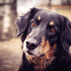 Image for article titled Your Dog May Understand More Than You Realize